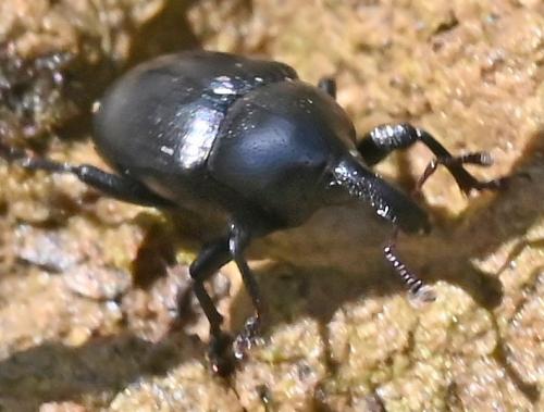 Malvaevora timida